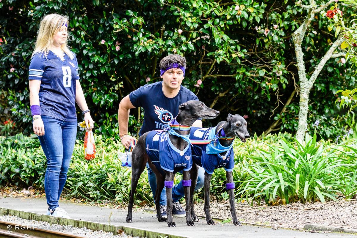GREAT NEW ZEALAND GREYHOUND WALK RECAP Greyhounds as Pets
